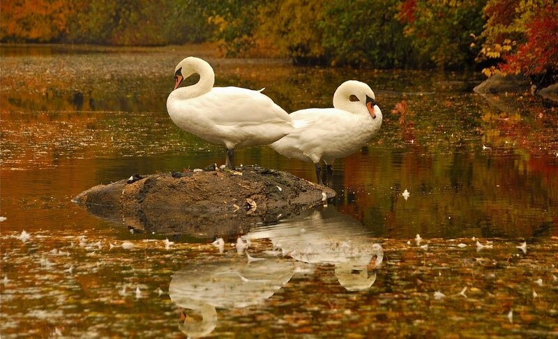 Two Swans on Rock
