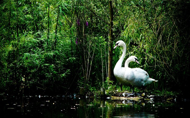 Two Swans on Shore — Green