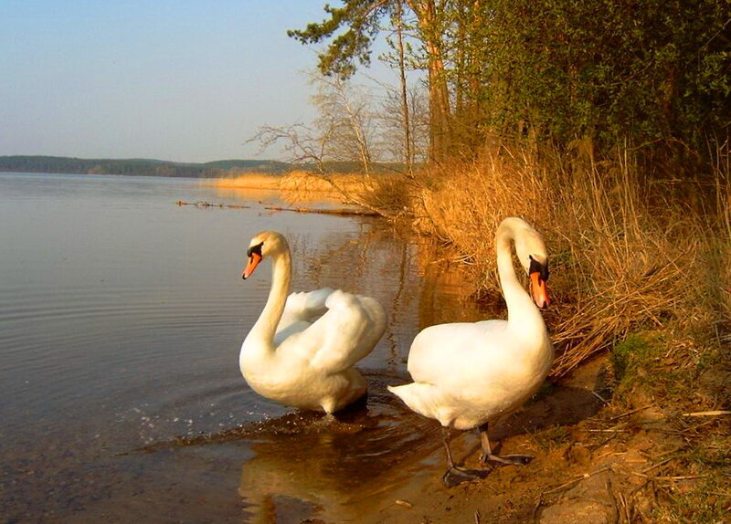 Two Swans on Shore