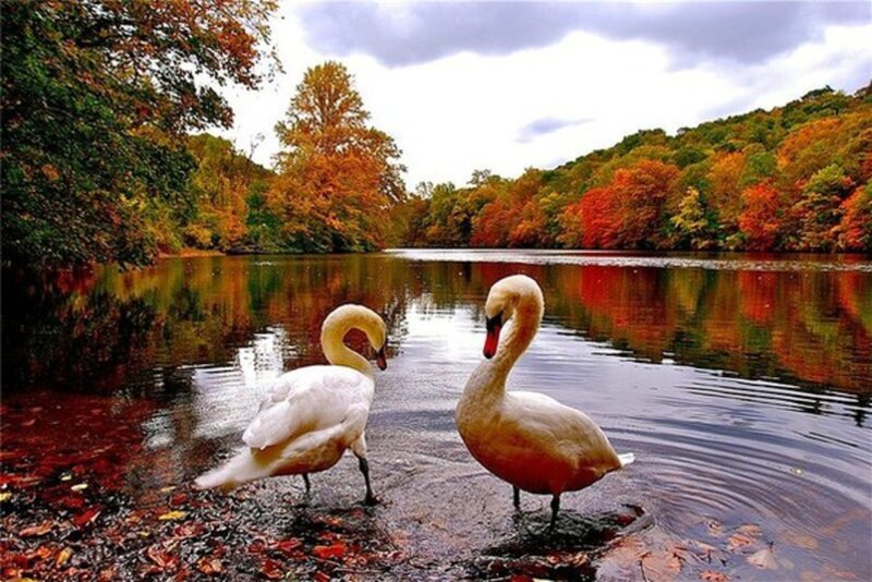 Two Swans on Shore — White