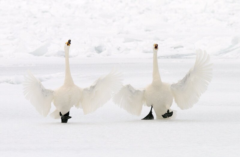 Two Swans on Snow