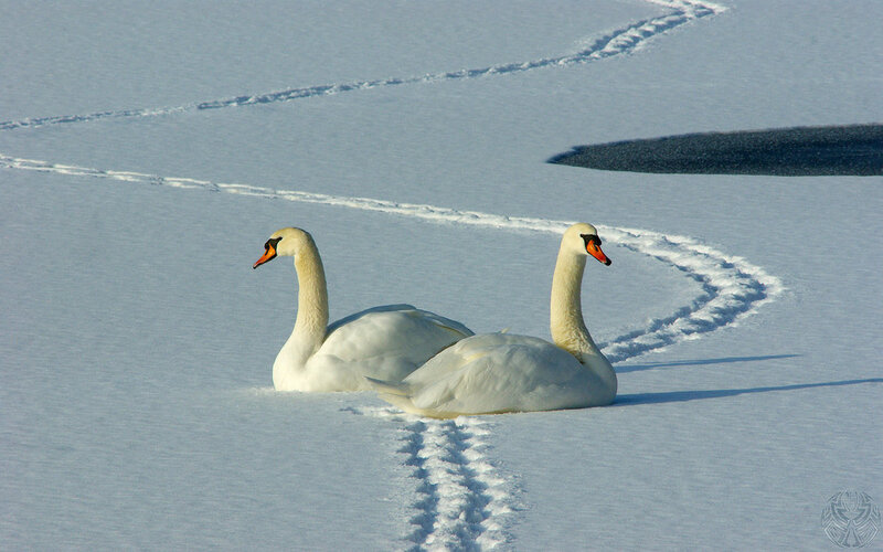 Two Swans on Snow — White