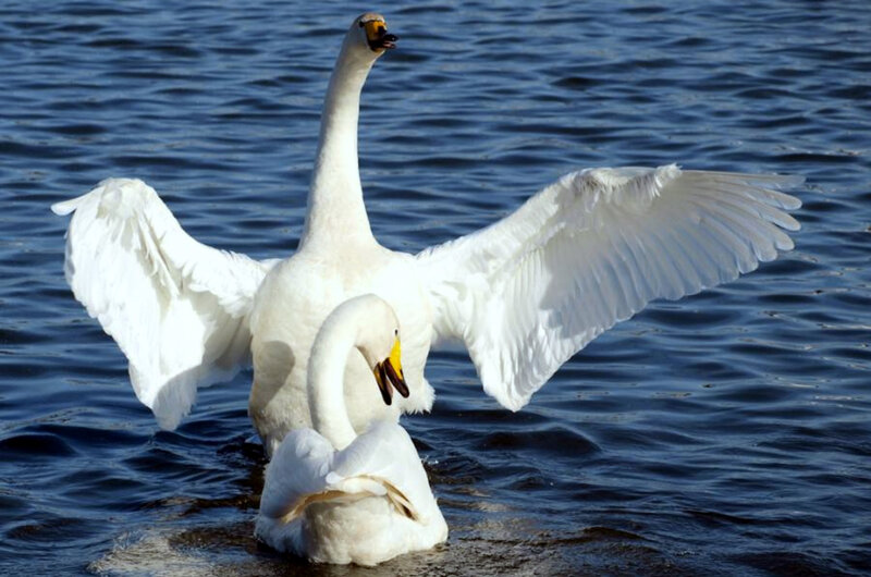 Two swans on the water