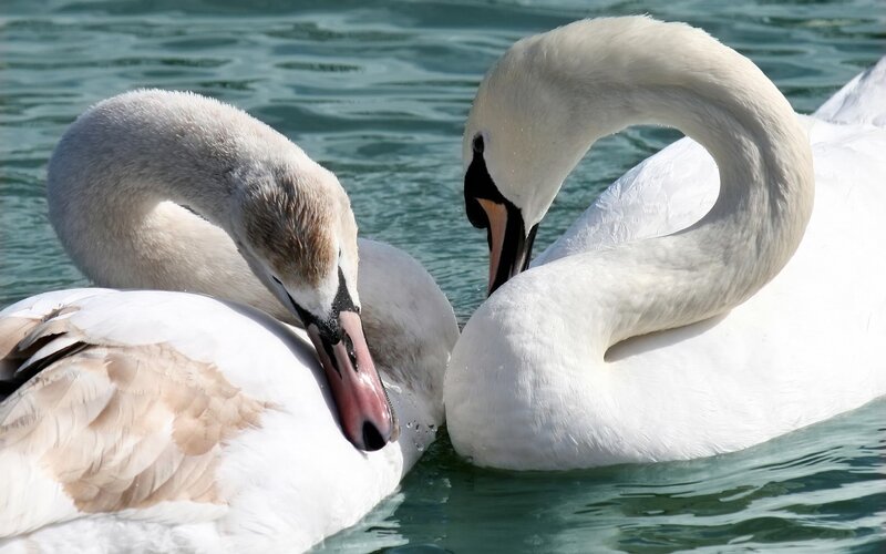 Two swans on the water