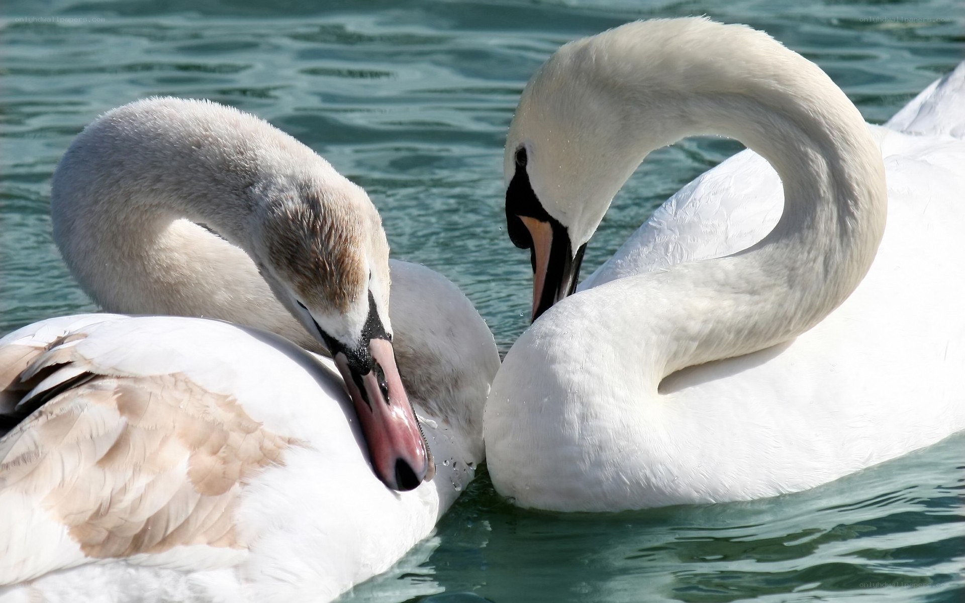 Two swans on the water