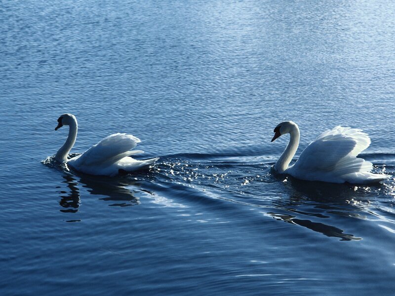 Two Swans on Water — Afternoon