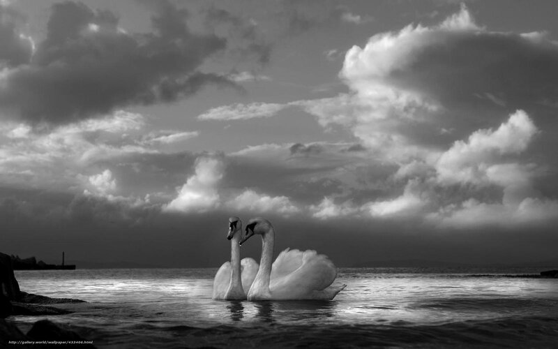 Two Swans on Water — Black, Dramatic, Sunset