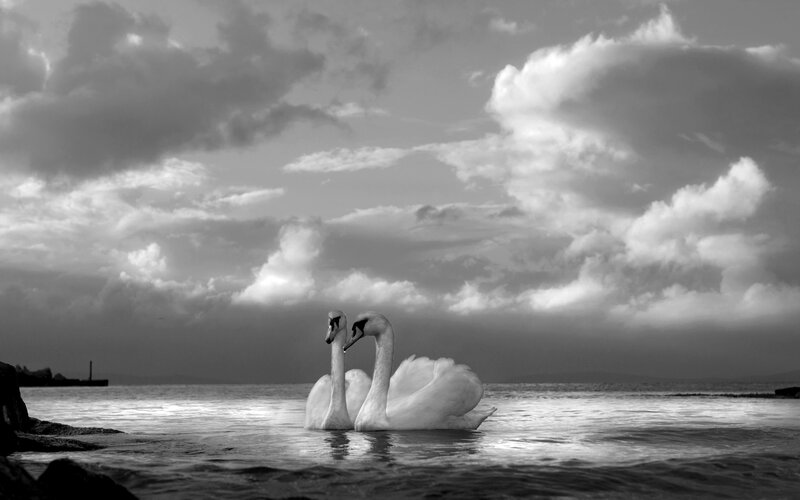 Two Swans on Water — Black, Dramatic