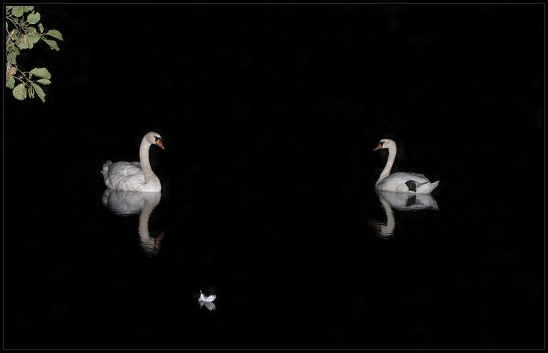 Two Swans on Water — Black, Serene, Night, Photograph