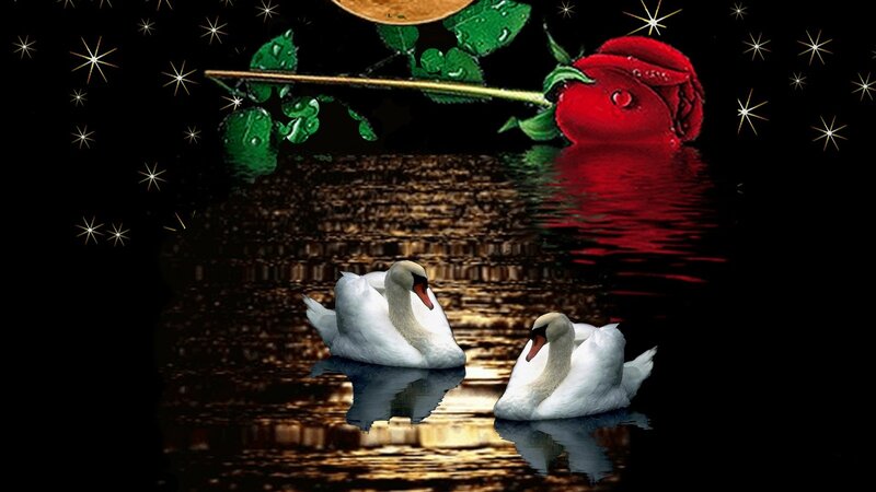 Two Swans on Water — Black, Serene, Night