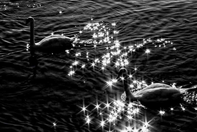 Two Swans on Water — Black, Serene, Photograph