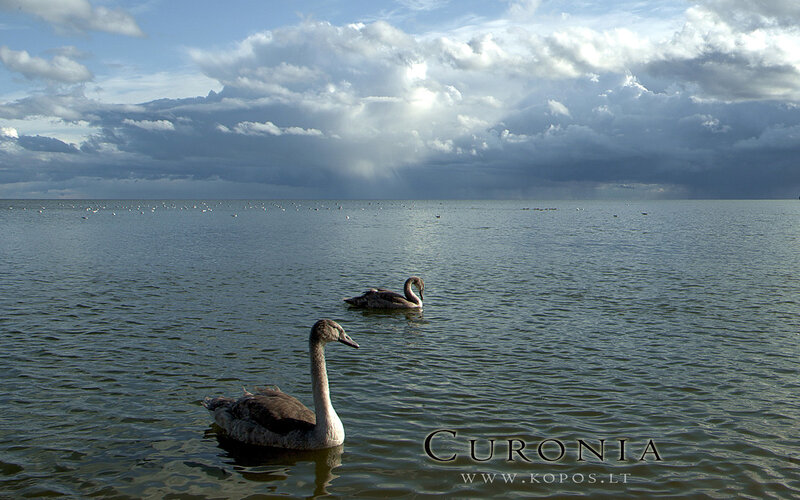 Two Swans on Water — Blue, Dramatic, Afternoon
