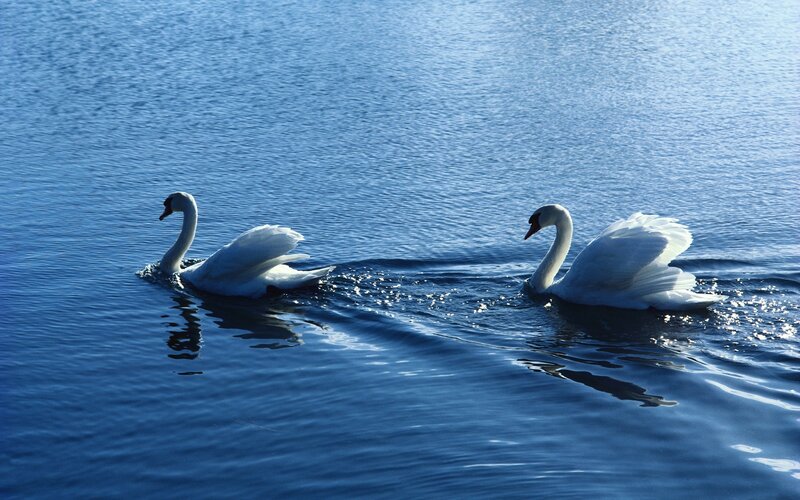 Two Swans on Water — Blue, Serene, Afternoon