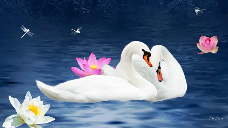 Two Swans on Water — Blue, Serene, Digital Art, Lotus Flowers