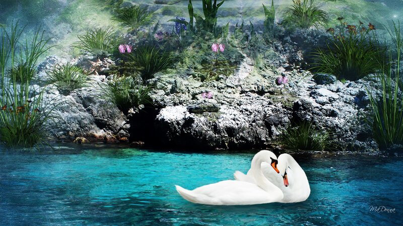 Two Swans on Water — Blue, Serene, Digital Art, Rocks