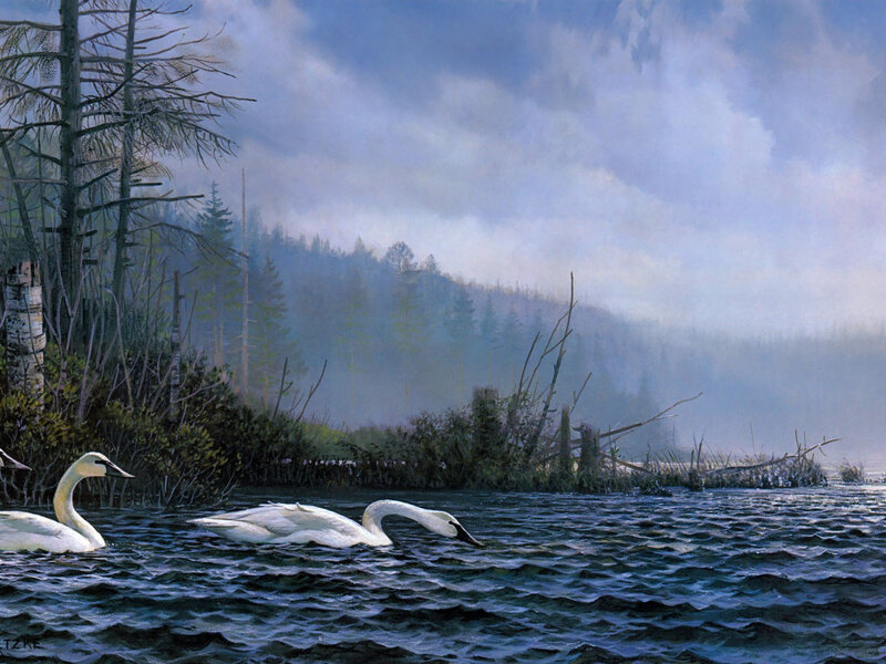 Two Swans on Water — Blue, Serene, Morning