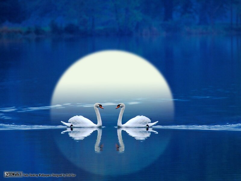 Two Swans on Water — Blue, Serene, Night, Digital Art, Moon