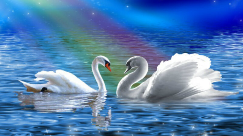 Two Swans on Water — Blue, Serene, Night, Digital Art, Rainbow
