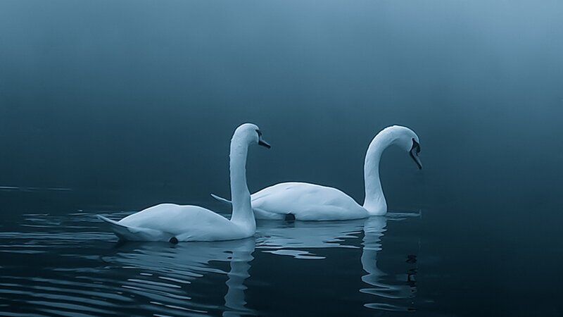 Two Swans on Water — Blue, Serene, Night, Photograph, Fog