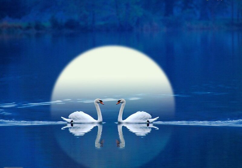 Two Swans on Water — Blue, Serene, Night, Photograph