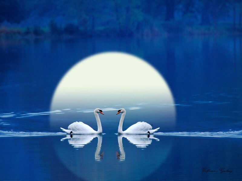 Two Swans on Water — Blue, Serene, Night