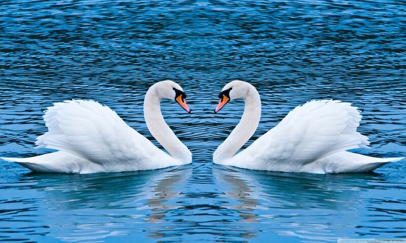 Two Swans on Water — Blue, Serene, Photograph, Reflection
