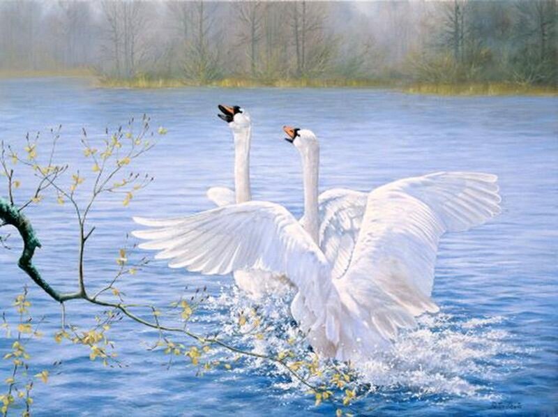 Two Swans on Water — Blue, Serene, Spring