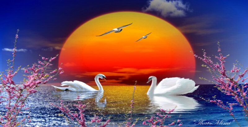 Two Swans on Water — Blue, Serene, Sunset, Digital Art, Sun