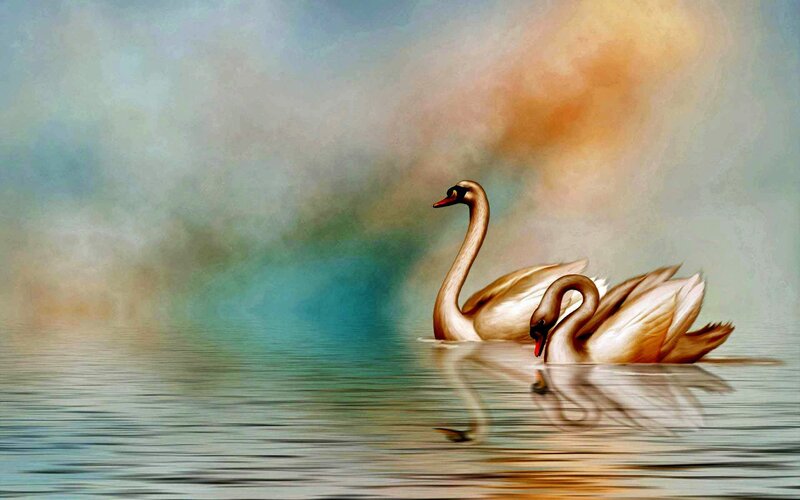 Two Swans on Water — Blue, Serene, Sunset