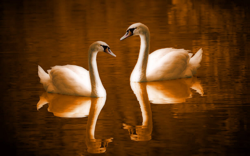 Two Swans on Water — Brown