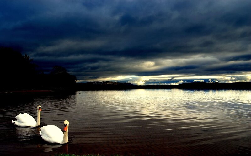 Two Swans on Water — Dark Blue