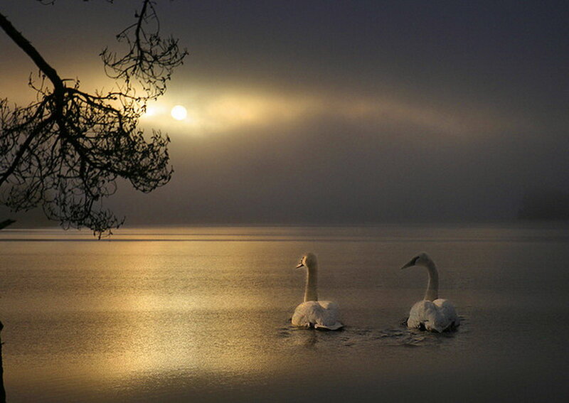 Two Swans on Water — Gold, Serene, Night