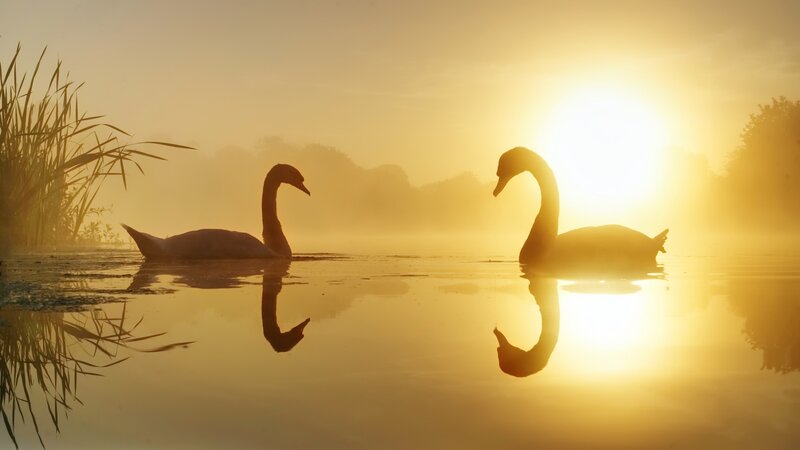 Two Swans on Water — Gold, Serene, Sunrise