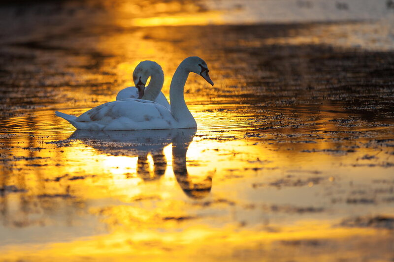 Two Swans on Water — Gold, Serene, Sunset, Photograph