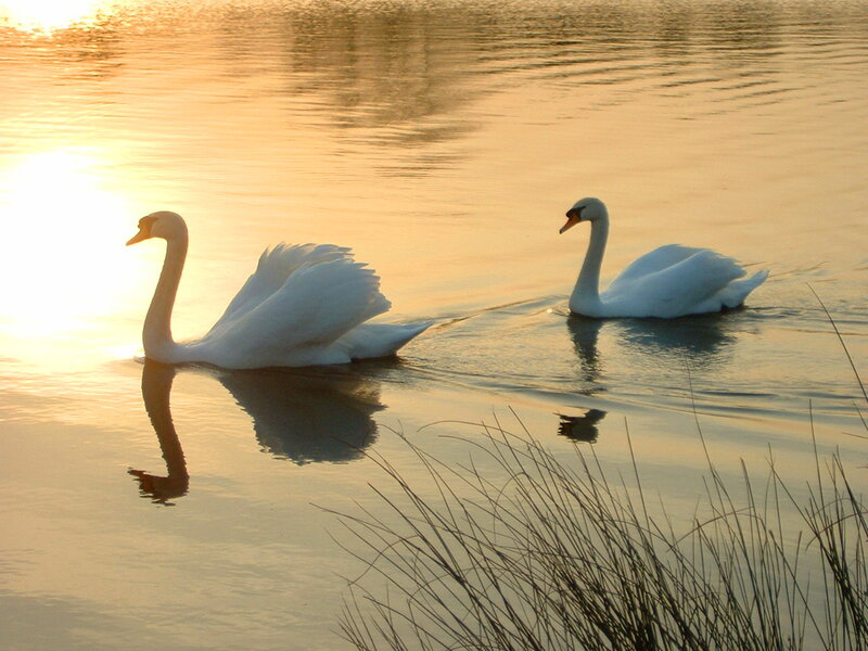Two Swans on Water — Gold, Serene, Sunset