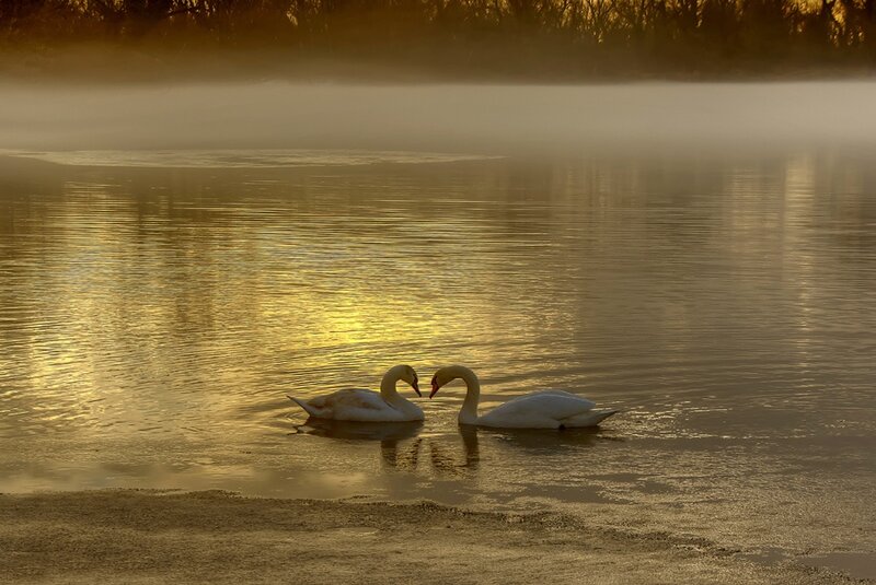 Two Swans on Water — Gold, Serene