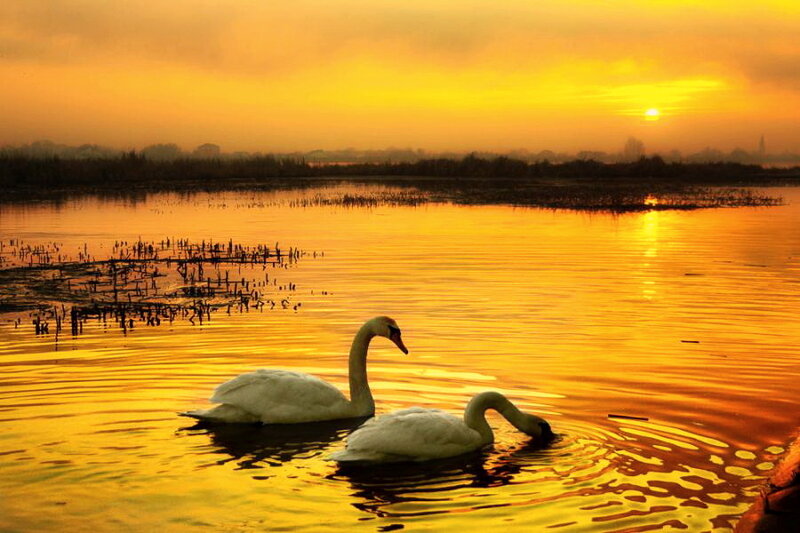 Two Swans on Water — Gold