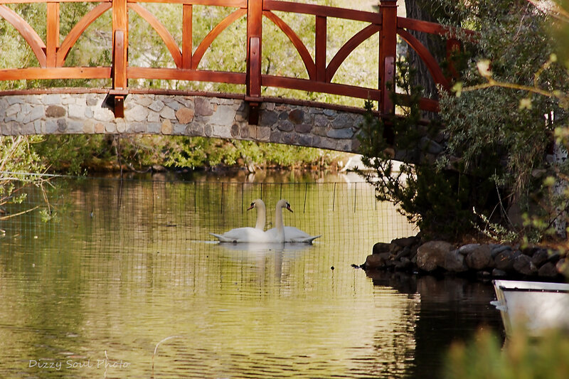 Two Swans on Water — Green, Serene, Afternoon