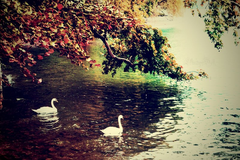 Two Swans on Water — Green, Serene, Autumn