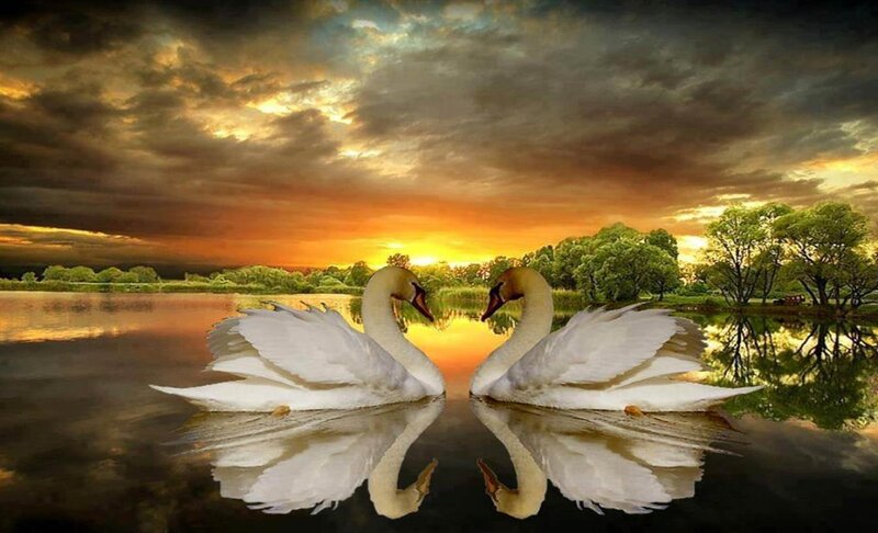 Two Swans on Water — Orange, Dramatic, Sunset