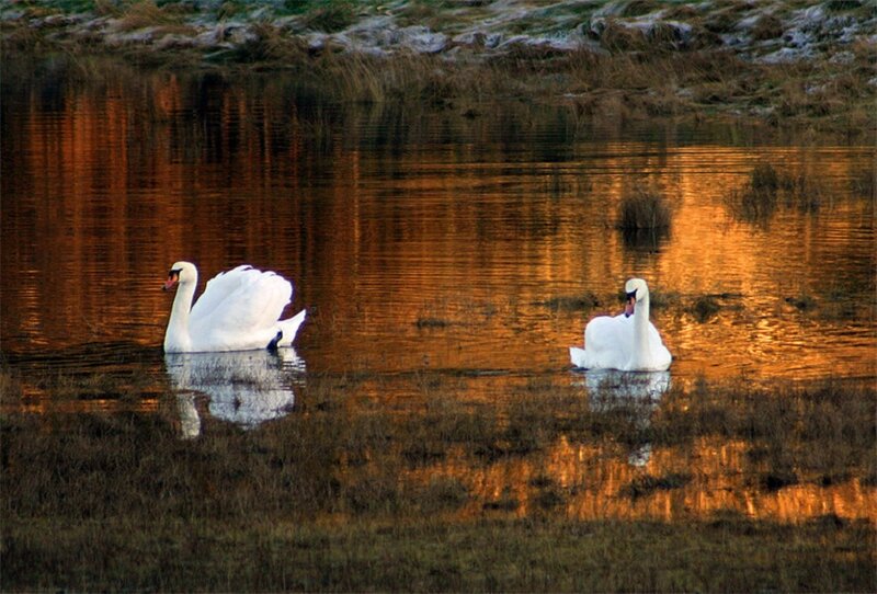 Two Swans on Water — Orange, Serene, Sunset, Photograph, Swan