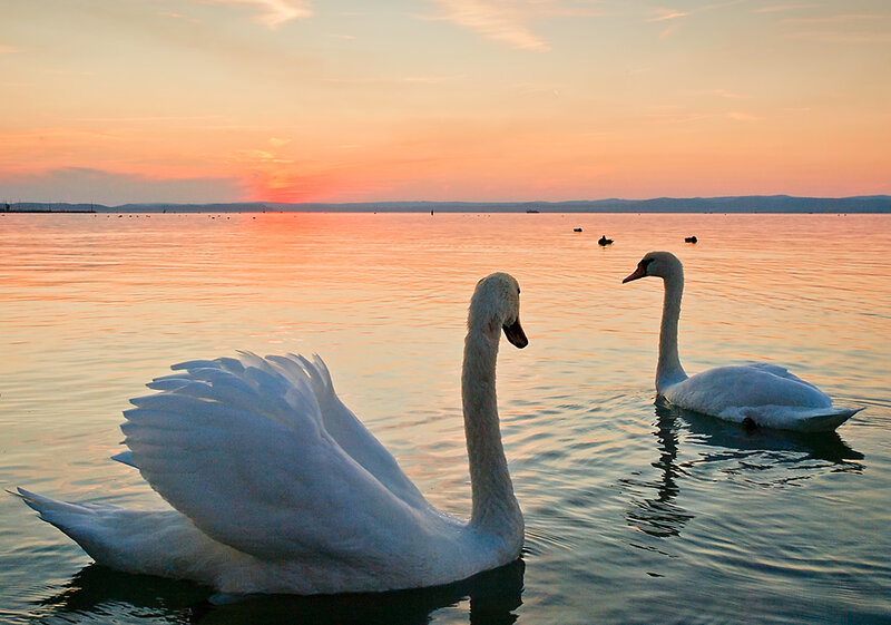 Two Swans on Water — Orange, Serene, Sunset