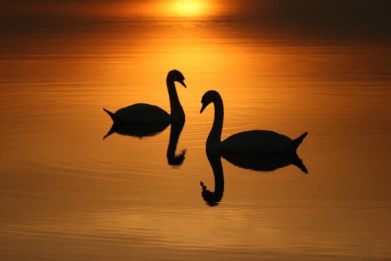 Two Swans on Water — Orange, Serene