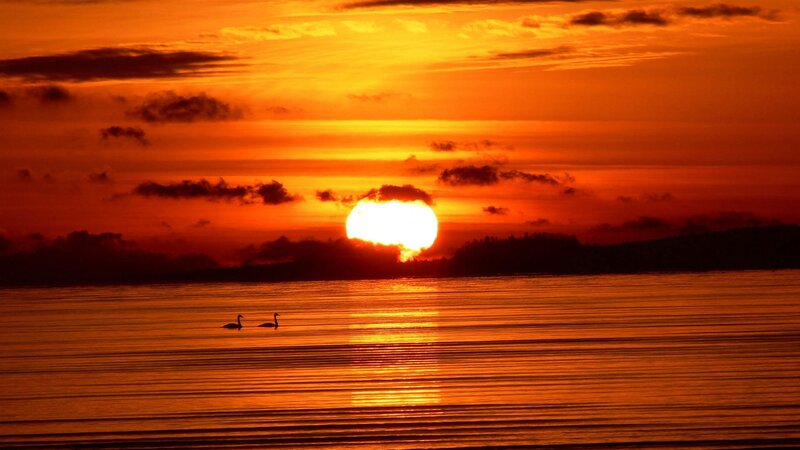 Two Swans on Water — Orange