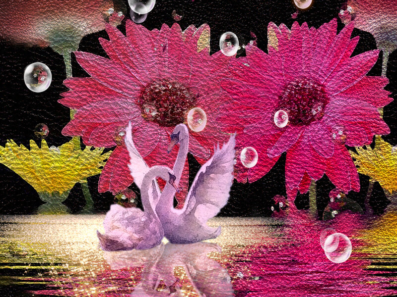 Two Swans on Water — Pink, Dreamy