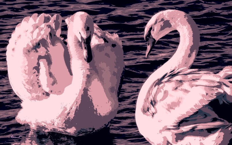 Two Swans on Water — Pink, Serene