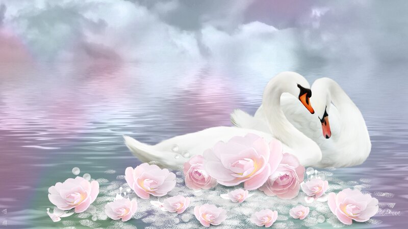 Two Swans on Water — Pink