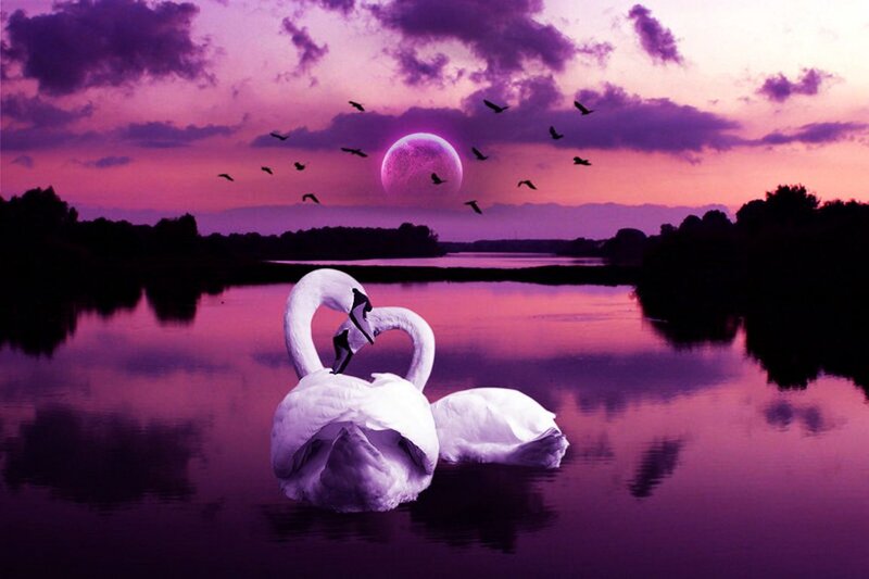 Two Swans on Water — Purple, Serene, Night, Digital Art