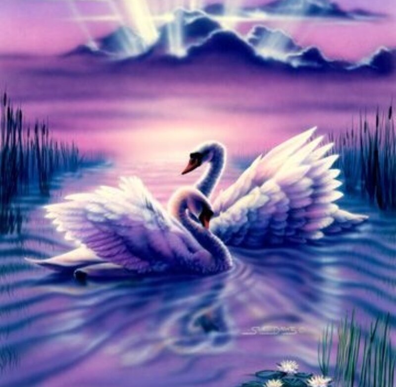 Two Swans on Water — Purple, Serene, Sunset, Digital Art