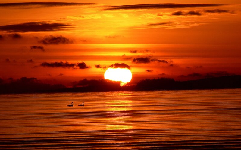 Two Swans on Water — Sunset